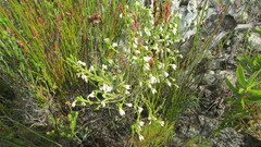 Erica penicilliformis