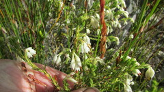 Erica penicilliformis