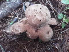 Myriostoma coliforme