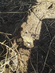 Bufotes viridis viridis