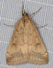 Pyrausta subsequalis