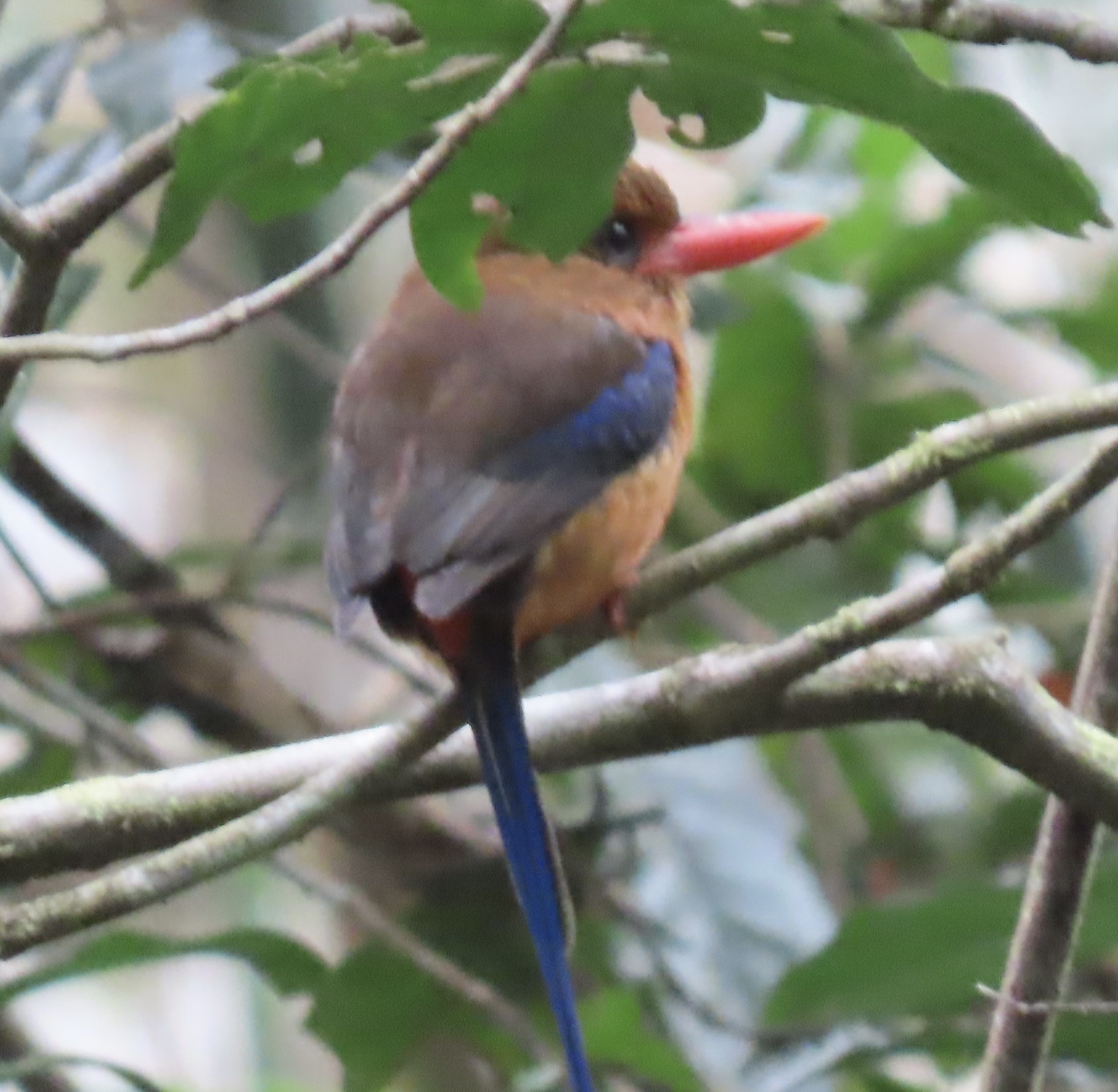 Brown-headed Paradise Kingfisher (Tanysiptera danae), photo 6