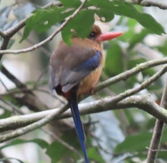Brown-Headed Paradise-Kingfisher photo 2