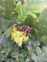 Andricus quercuscalicis