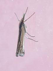 Ancylolomia