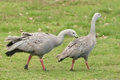 Cereopsis novaehollandiae