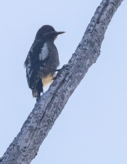 Sphyrapicus thyroideus