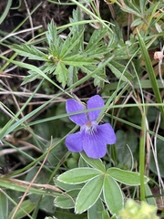 Violaceae
