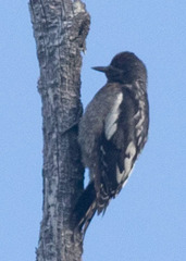 Sphyrapicus thyroideus