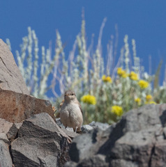 Salpinctes obsoletus