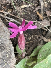 Silene dioica