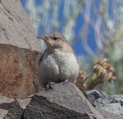 Salpinctes obsoletus