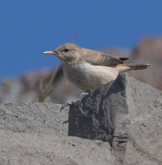 Salpinctes obsoletus