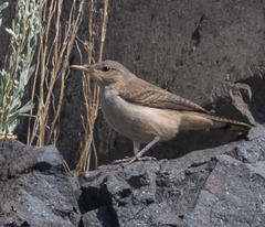 Salpinctes obsoletus