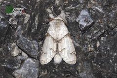 Calliteara diplozona