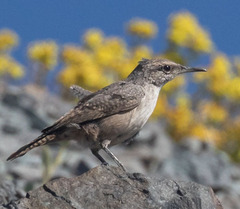 Salpinctes obsoletus