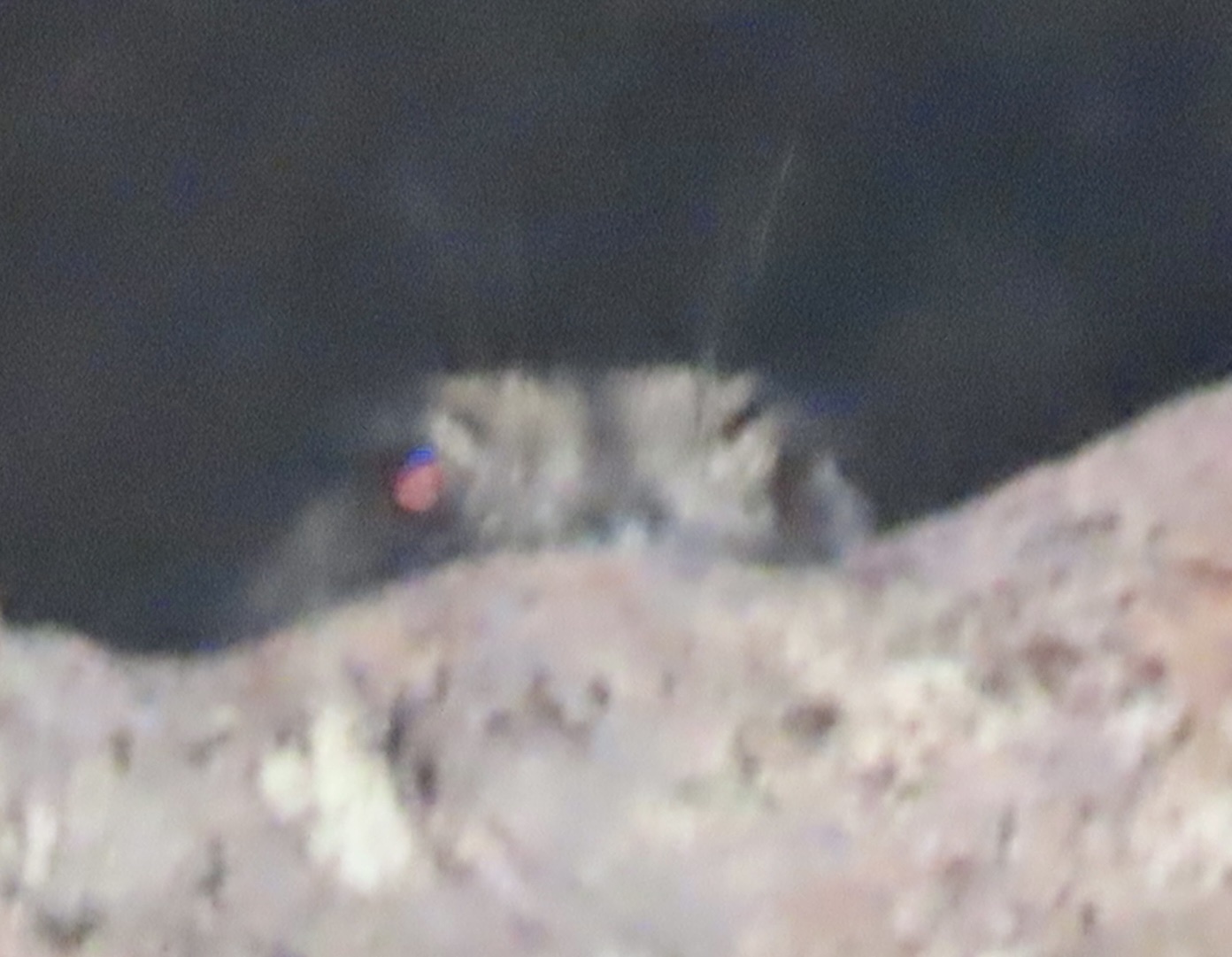 Barred Owlet-nightjar (Aegotheles bennettii), photo 5