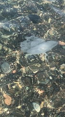 Rhizostoma pulmo