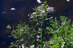 Symphyotrichum × salignum