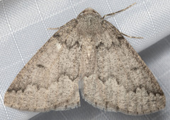 Sabulodes packardata