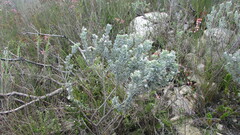 Indigofera brachystachya