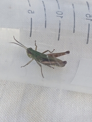 Pseudochorthippus parallelus