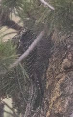 Sphyrapicus thyroideus