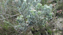 Indigofera brachystachya