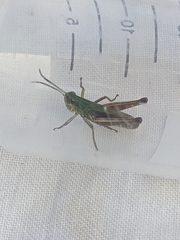 Pseudochorthippus parallelus