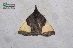 Ochrotrigona triangulifera