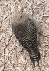 Sphyrapicus thyroideus