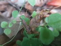 Epidaus sexspinus