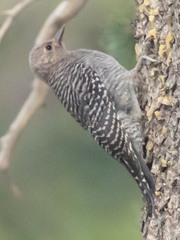 Sphyrapicus thyroideus