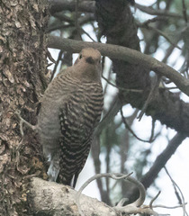 Sphyrapicus thyroideus