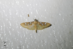 Cotachena