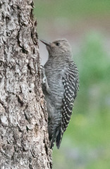 Sphyrapicus thyroideus