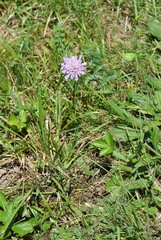 Knautia arvensis