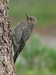 Sphyrapicus thyroideus