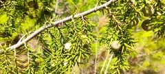Juniperus macrocarpa
