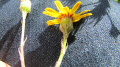 Senecio arniciflorus