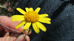 Senecio arniciflorus
