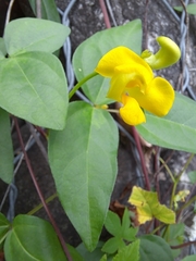 Vigna luteola