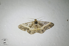Harutalcis vialis