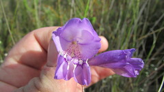 Gladiolus rogersii