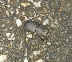 Dorcus parallelipipedus