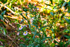 Symphyotrichum × salignum