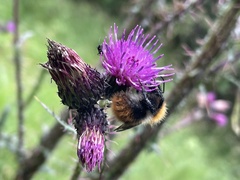 Bombus pascuorum