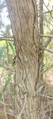 Juniperus macrocarpa