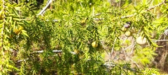 Juniperus macrocarpa