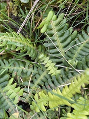 Struthiopteris spicant